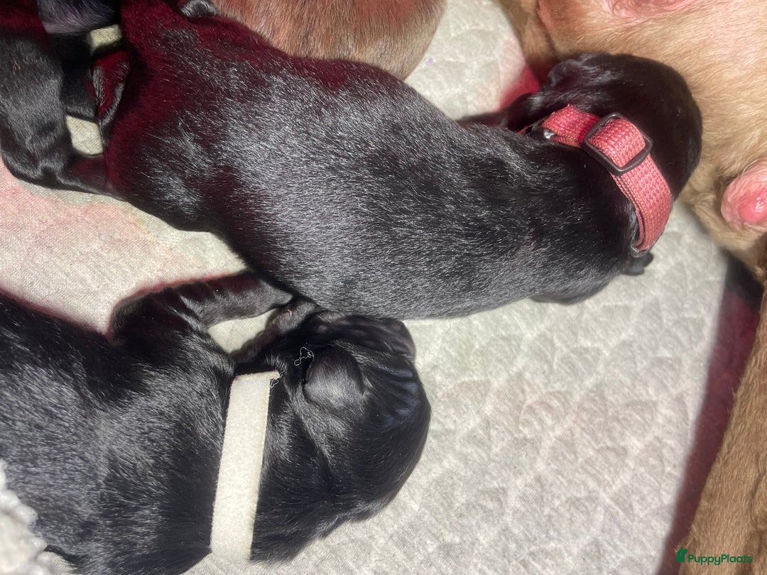 Labradoodle honden te koop: Labradoodle pups met Australian bloed - Advertentie 5