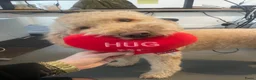 Goldendoodle honden te koop: Goldendoodle Pups verwacht 09/06 - Advertentie 5