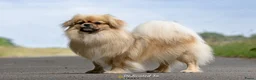 Tibetaanse Spaniel honden te koop: Tibetaanse spaniel pup reu met stamboom - Advertentie 2