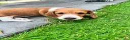 Ruwhaar Teckel honden te koop: Ruwharige piebald teckel - Advertentie 12