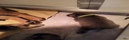 Franse Bulldog honden te koop: Fr bulldog puppy's met stamboom geteste ouders  - Advertentie 19