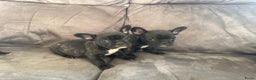 Franse Bulldog honden te koop: Franse bulldog pups - Advertentie 3