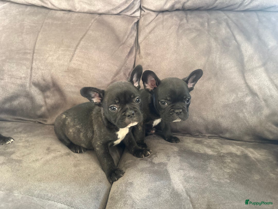 Franse Bulldog honden te koop: Franse bulldog pups - Advertentie 3