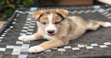 Kruising honden - Advertentie 11