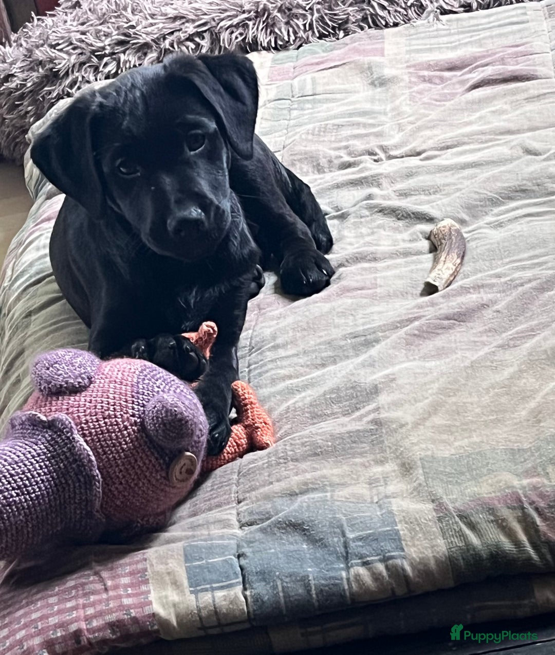 Kruising honden te koop: Labrador kruising kooiker  - Advertentie 14