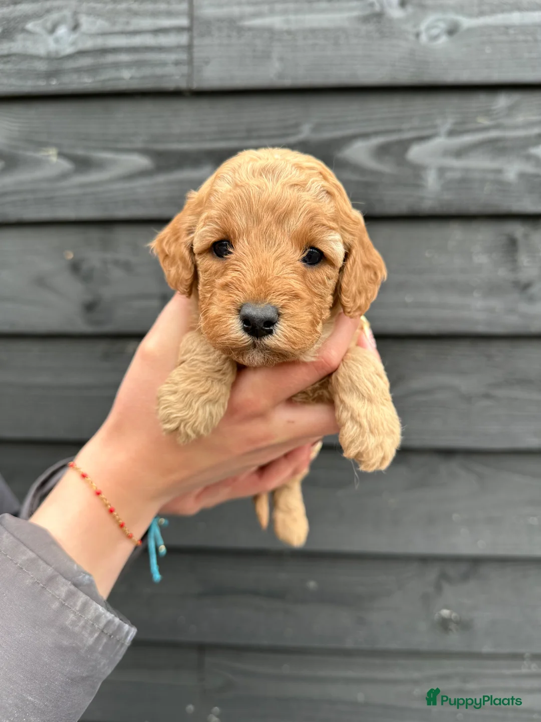 Cockapoo honden te koop: Cockapoo puppy’s  - Advertentie 13
