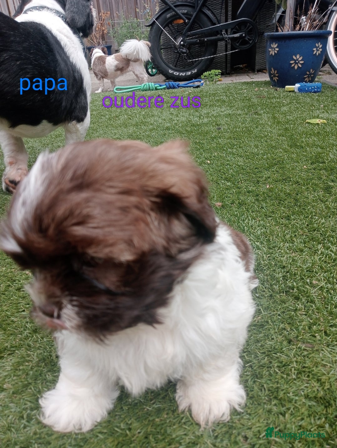 Shih Tzu honden te koop: Raszuivere Shih tzu pups nog 1 teefje en 1 reutje  - Afbeelding 5