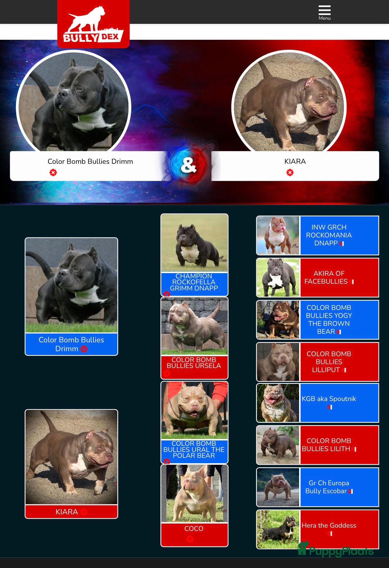 Amerikaanse Bully honden American bully pocket pups - Advertentie 5