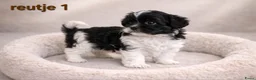 Kruising honden te koop: Mooie gezonde boomer pups. Shih tzu maal Maltezer - Advertentie 9