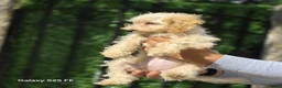 Poedel Toy honden te koop: Mini  Toy Poedel  - Advertentie 6