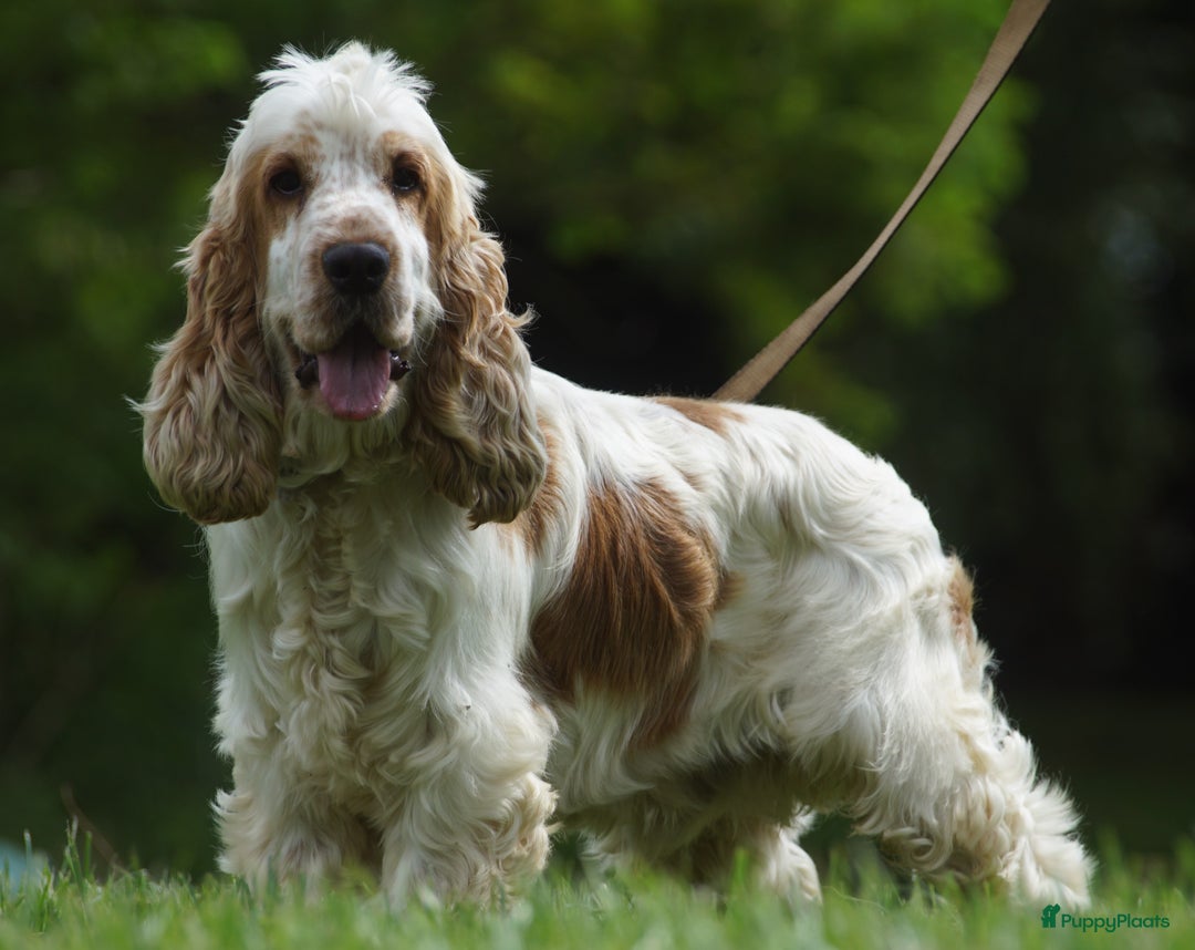 Engelse Cocker Spaniel honden te koop: Engelse Cocker Spaniel Pups met Stamboom  - Afbeelding 22