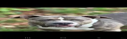 Amerikaanse Bully honden te koop: American Bully XL - Advertentie 13