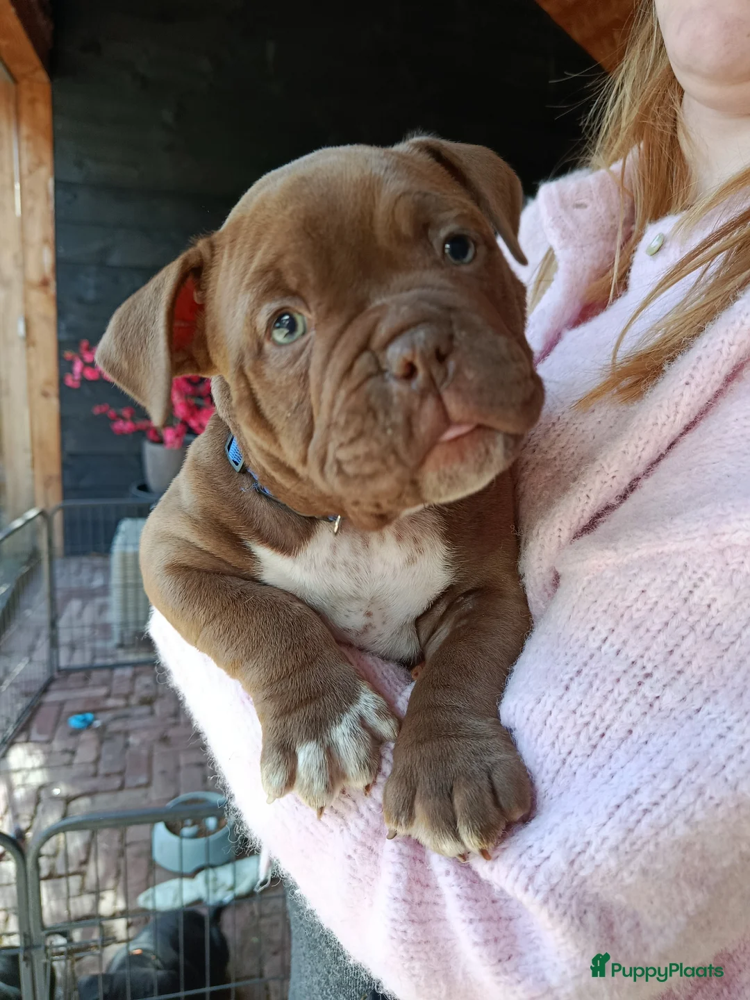 Amerikaanse Bully honden te koop: American bully pups - Advertentie 1