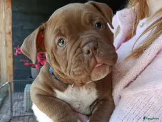 Amerikaanse Bully honden American bully pups - Advertentie 1