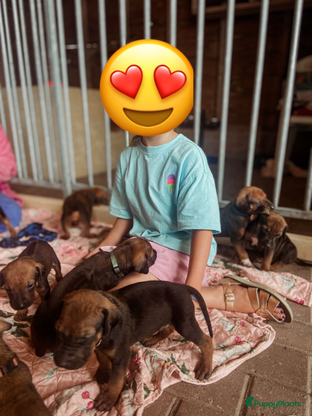 Rhodesian Ridgeback honden te koop: Rhodesian Ridgeback pups - Afbeelding 9