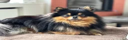 Pomchi honden ter dekking: Black and Tan Pomchi in Oudorp - Advertentie 5