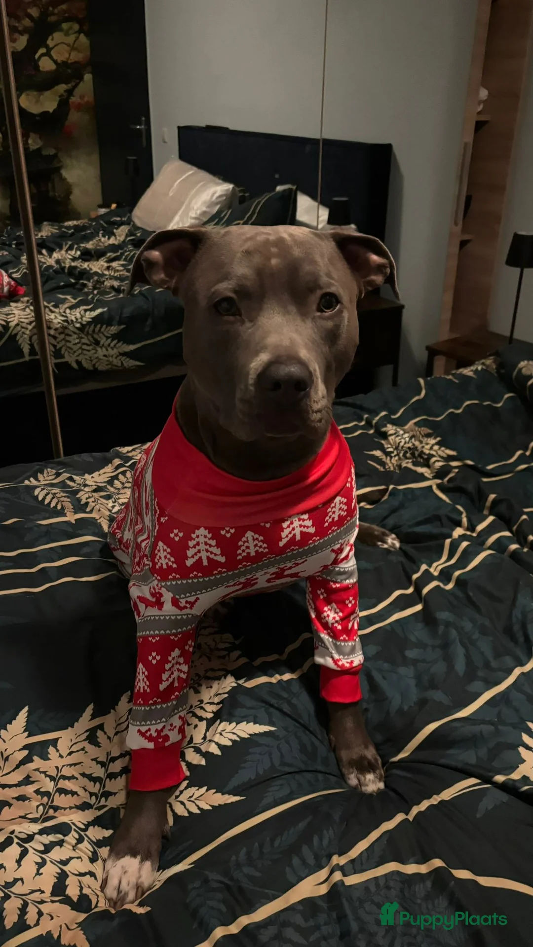 American Staffordshire Terriër honden ter dekking: Amerikaanse Stafford Sniper - Advertentie 3