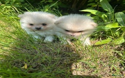 Pomeriaan honden te koop: Pomeriaan pups  - Afbeelding 4