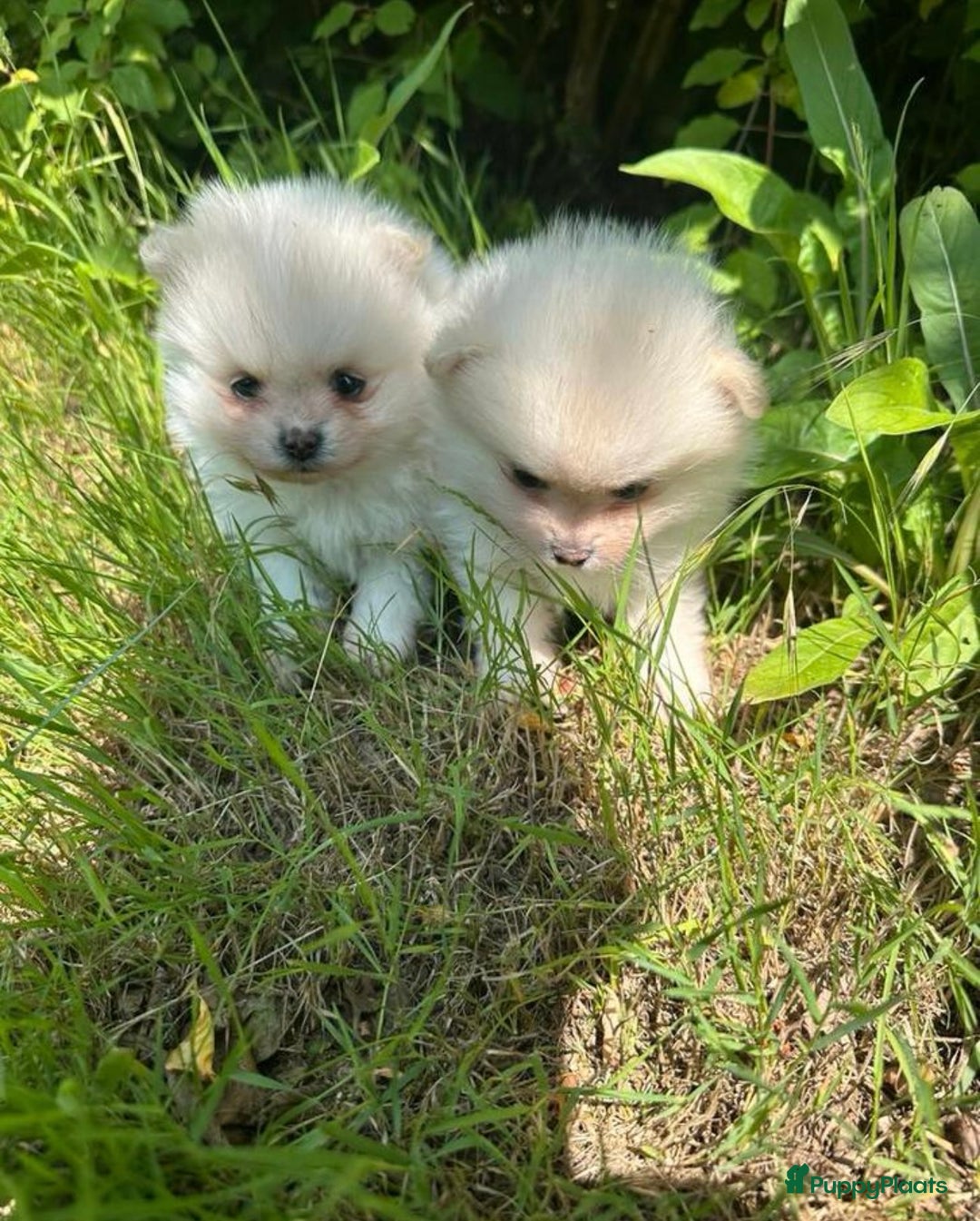 Pomeriaan honden te koop: Pomeriaan pups  - Afbeelding 4