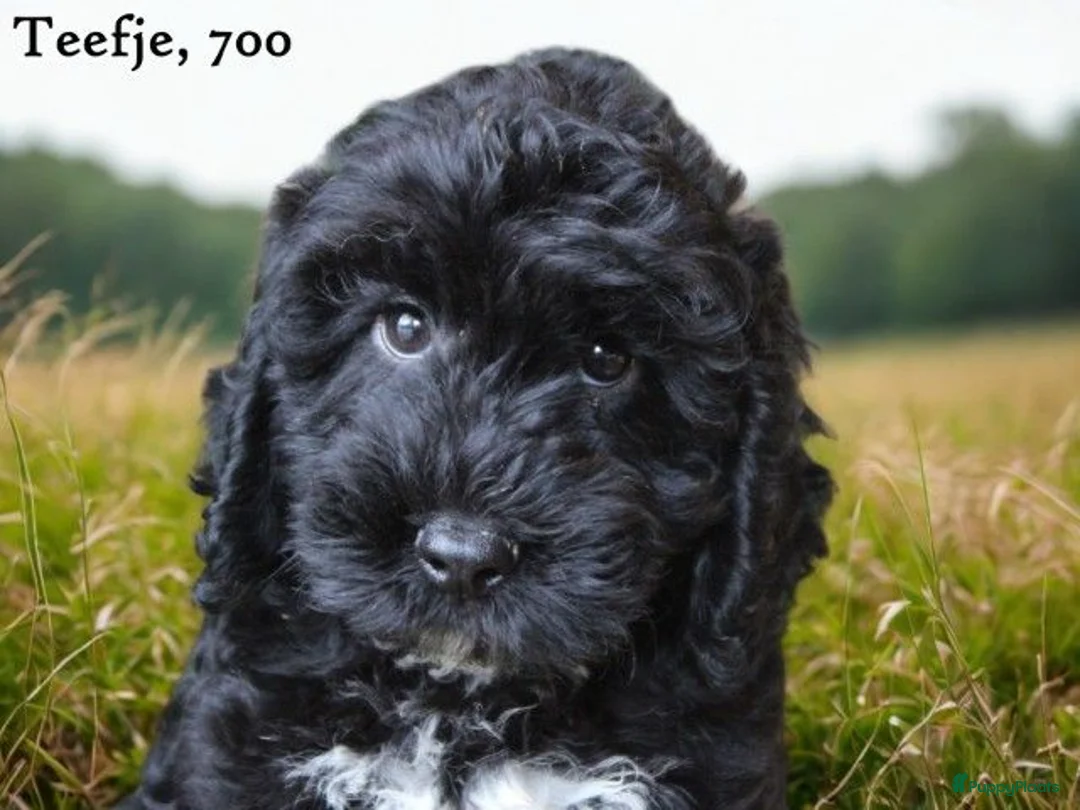 Cockapoo honden te koop: Cockapoo pups - Advertentie 21
