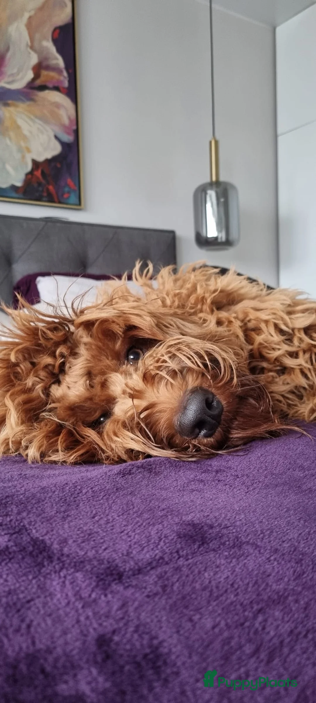 Australian Labradoodle honden ter dekking: Australian Labradoodle dekreu – volledig getest - Advertentie 12