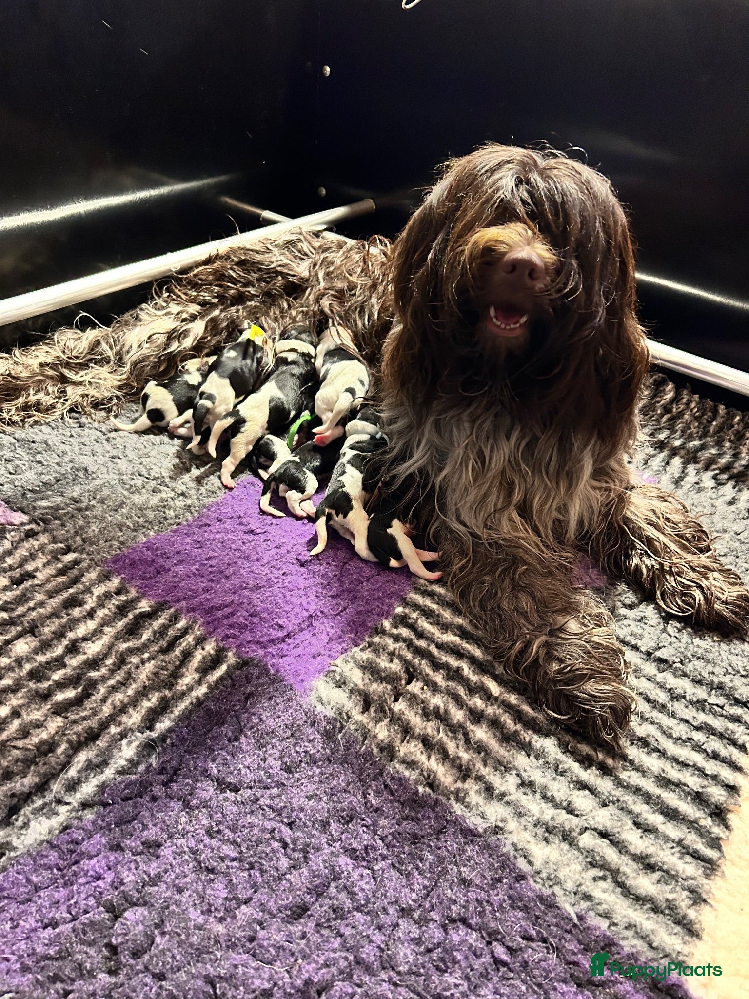 Nederlandse Schapendoes honden te koop: Prachtige schapendoesjes - Advertentie 1