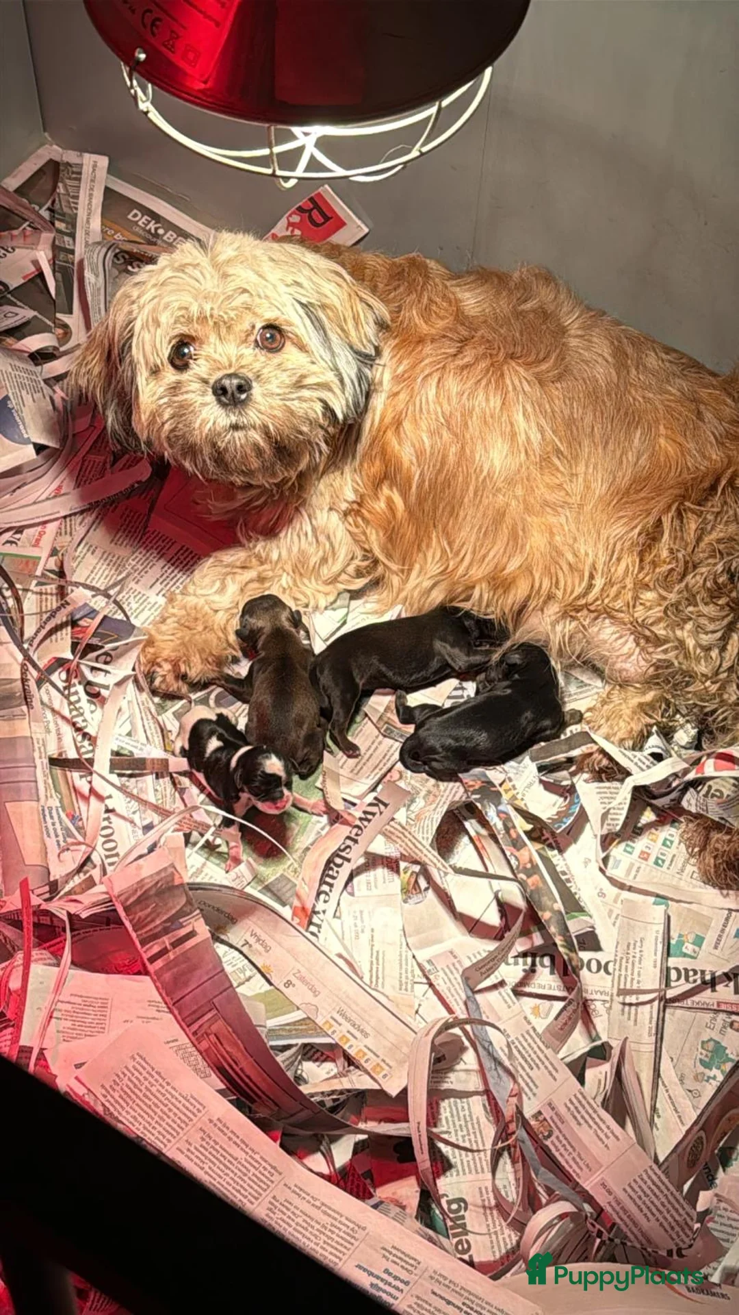 Havanezer honden te koop: Havanezer pup - Advertentie 5