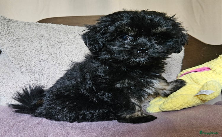 Boomer honden - Advertentie 4