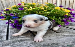 Australian Shepherd honden te koop: Mooie Australian shepherd pups in Bunschoten-Spakenburg - Afbeelding 7