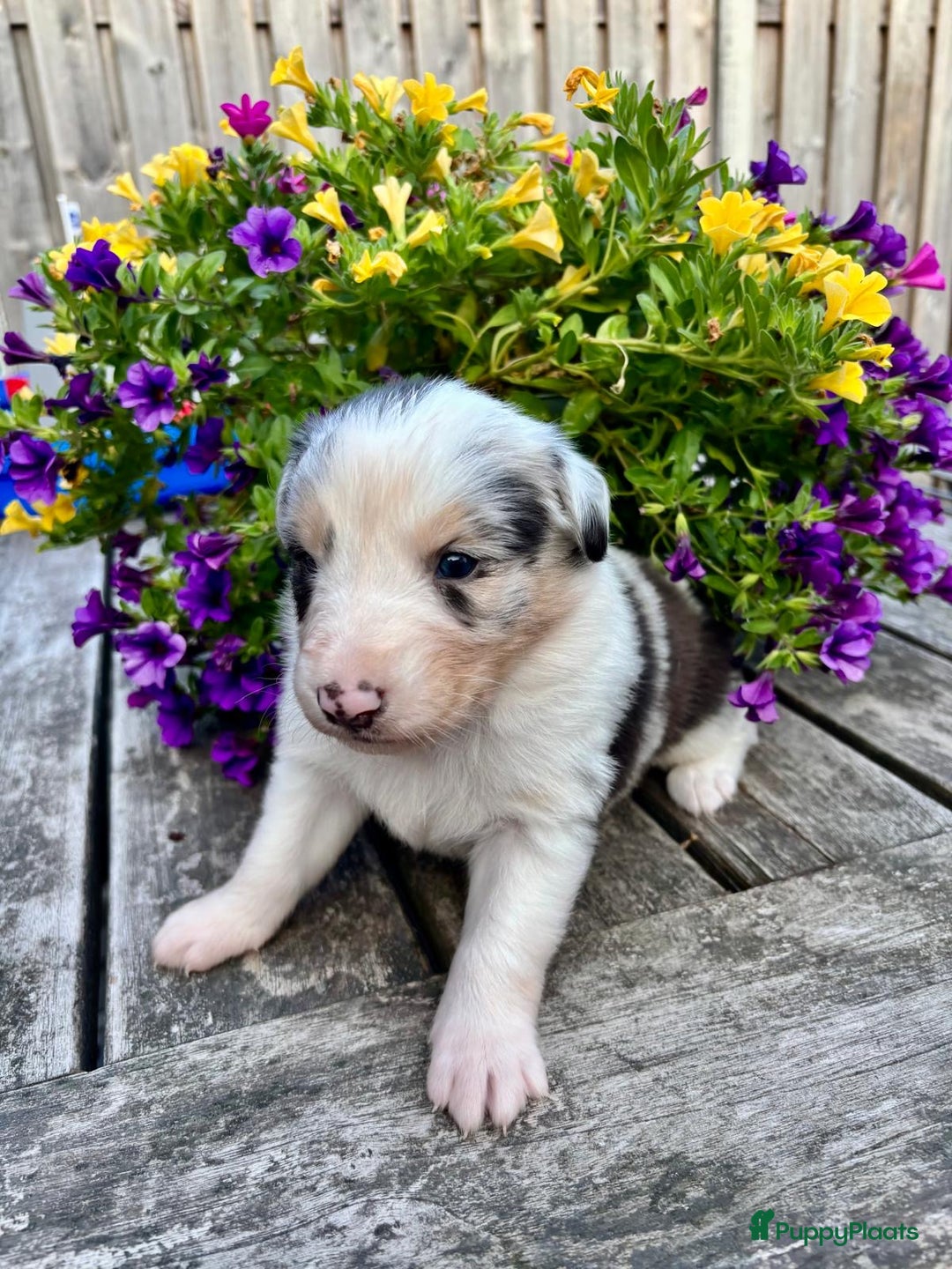 Australian Shepherd honden te koop: Mooie Australian shepherd pups in Bunschoten-Spakenburg - Afbeelding 7
