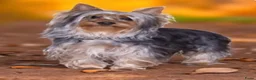 Australische Silky Terriër honden te koop: Austrailian silky terrier pups - Advertentie 5