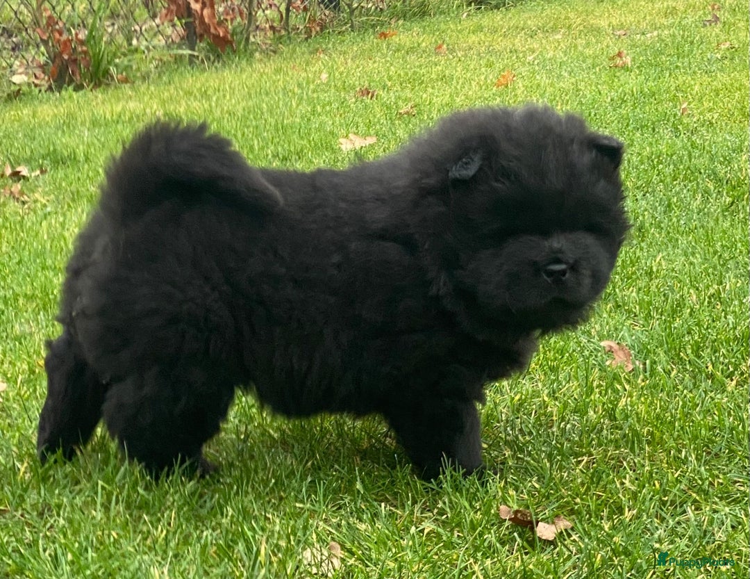 Chow Chow honden te koop: Nog 2 chow chow pups beschikbaar - Advertentie 5