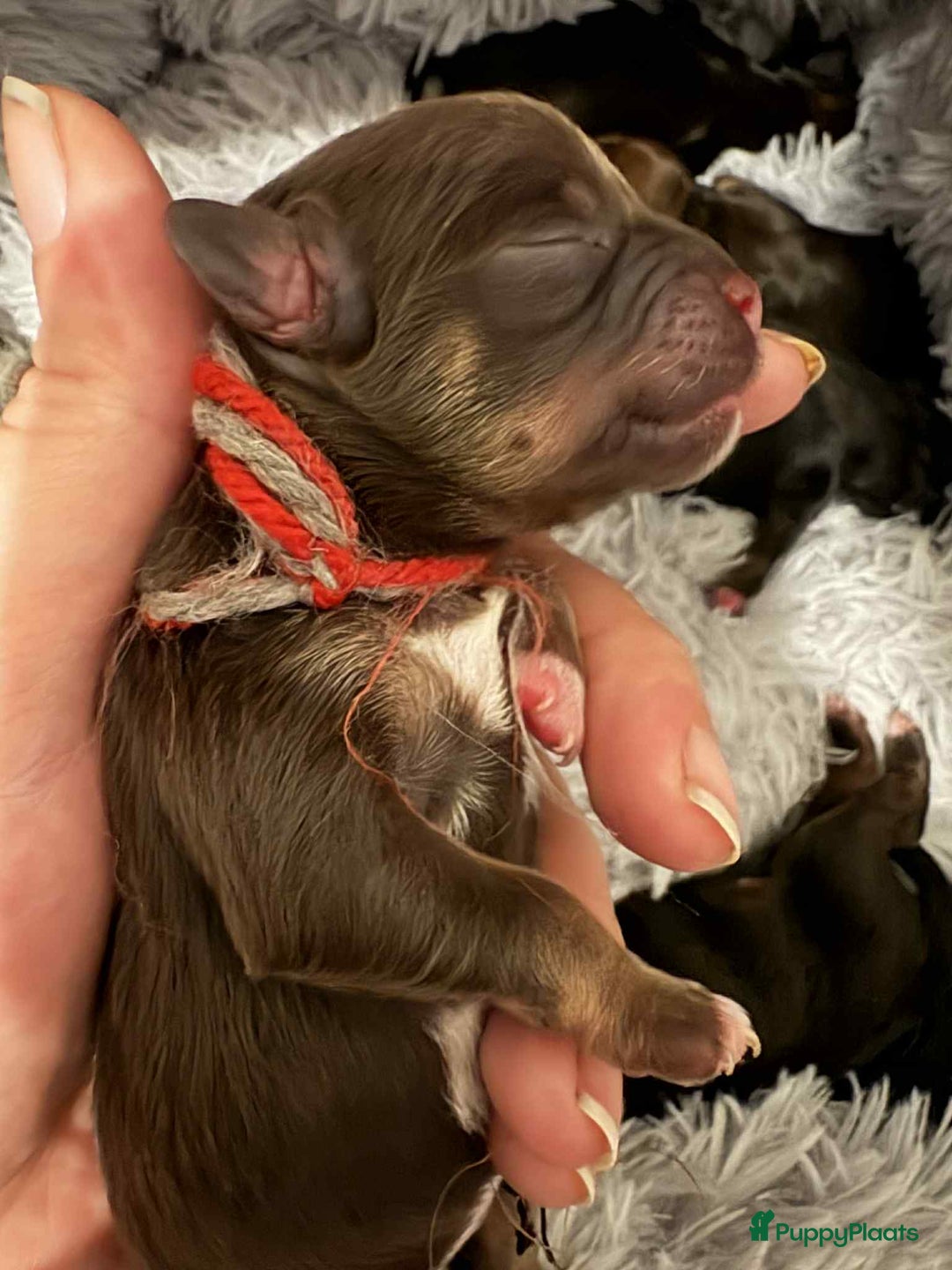 Echte Kruising Pups te koop Puppyplaats