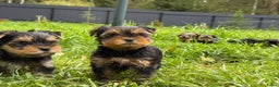Yorkshire Terriër honden te koop: Yorkshire Terrier - Advertentie 3