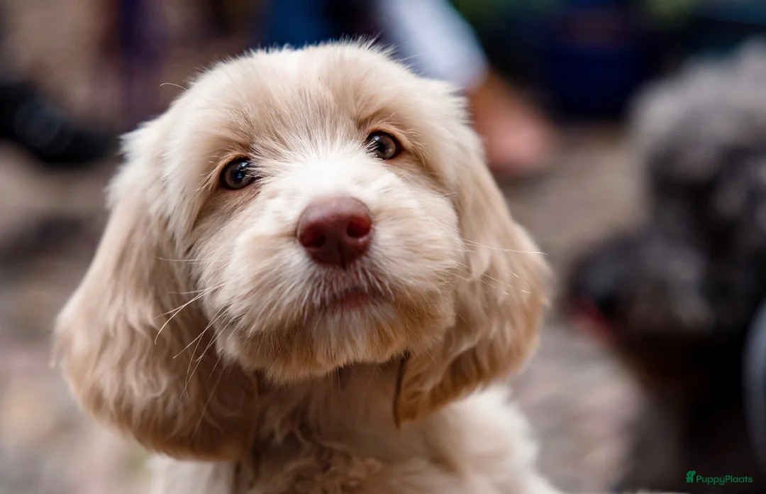 Labradoodle honden te koop: Labradoodles te koop - Advertentie 2