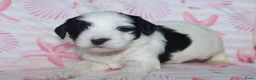 Tibetaanse Terriër honden te koop: Tibetaanse terrier pups met stamboom  - Advertentie 5