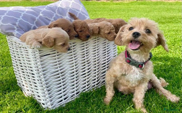 Maltipoo honden - Advertentie 9