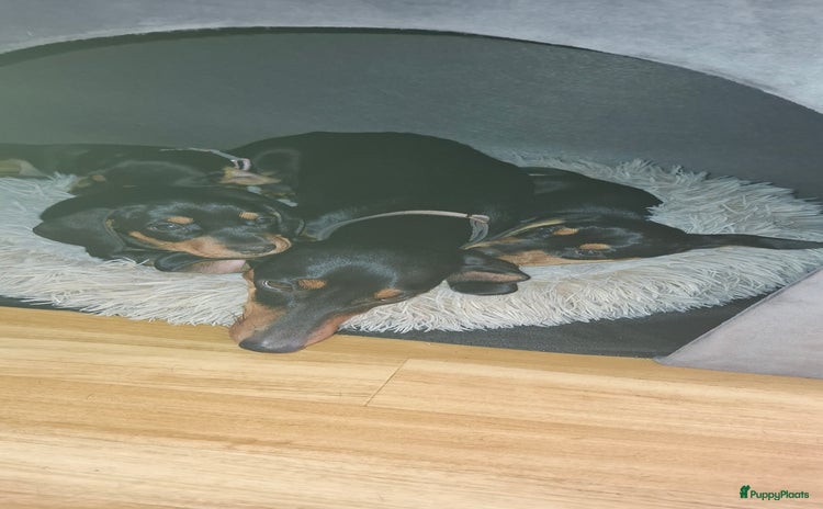 Teckel (korthaar)  honden - Advertentie 2