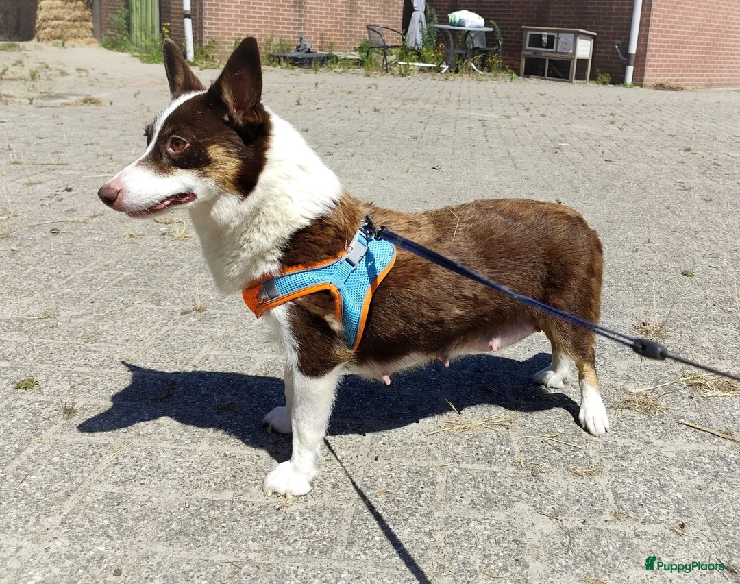 Kruising honden te koop: Mega schattige en super knappe Auggies! ❤️ - Advertentie 2