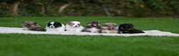 Kruising honden te koop: Eerste familiale nestje Poshie pups - Advertentie 10