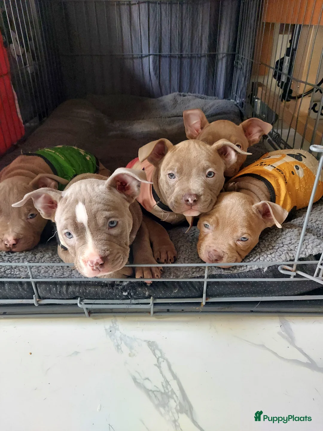 Amerikaanse Bully honden te koop: American Bully pup  - Advertentie 2