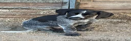 Duitse Staande Hond Draadhaar honden te koop: Pups te koop  - Advertentie 7