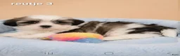 Boomer honden te koop: Super mooie boomer pups. Shih tzu  - Advertentie 18