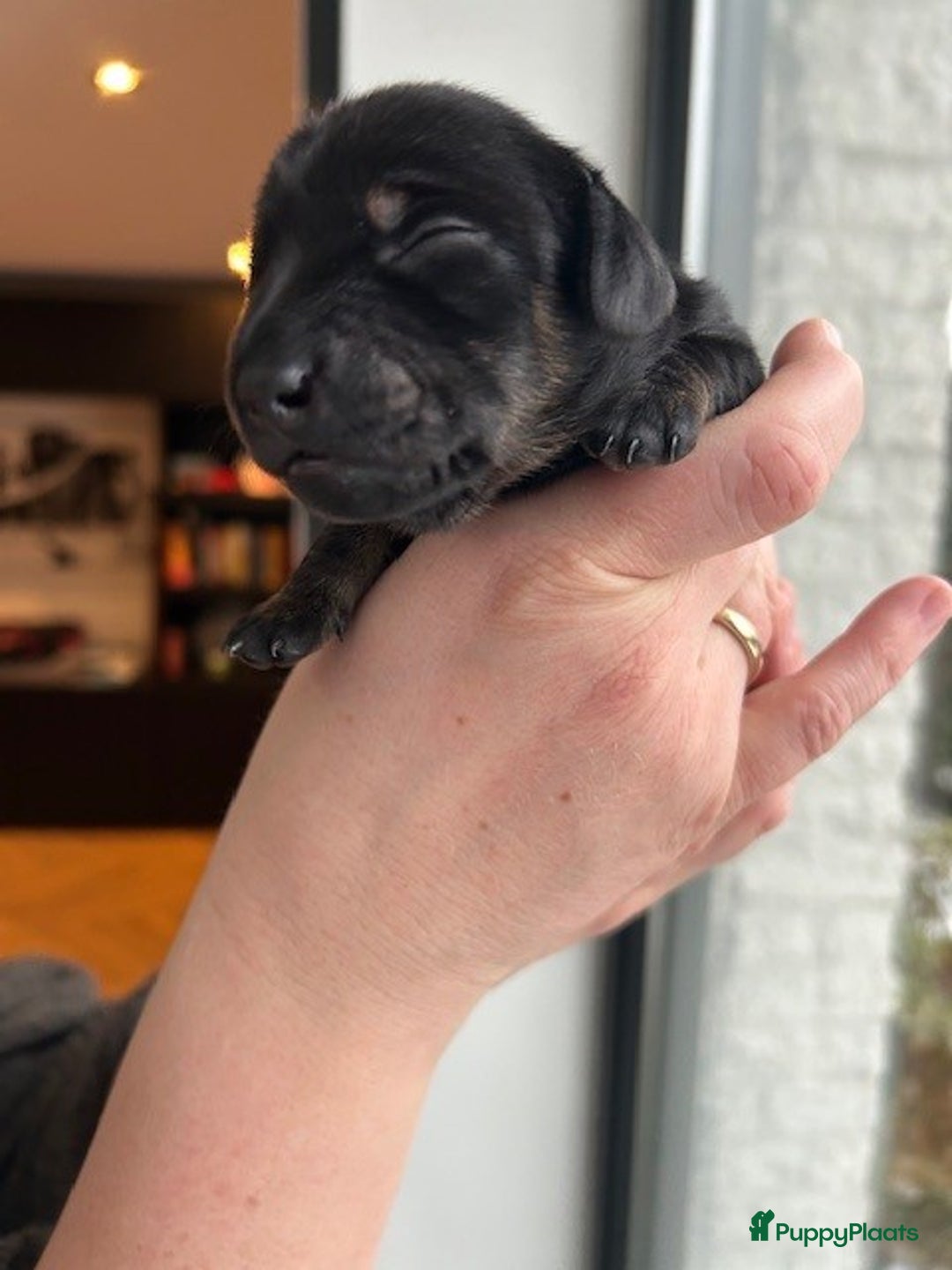 Teckel (korthaar)  honden te koop: Dwerg Teckel pups 2-1 geboren NOG 2 BESCHRIKBAAR - Advertentie 9