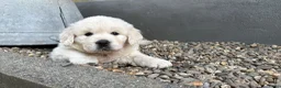 Golden Retriever honden te koop: Golden retriever pups🐶❤️ - Advertentie 9