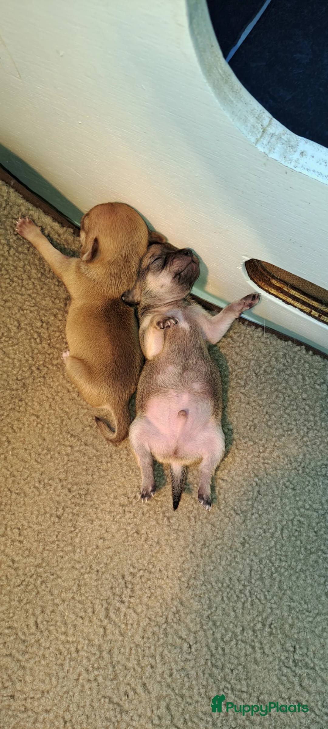 Chihuahua honden te koop: Prachtige volras chihuahua pups - Advertentie 7