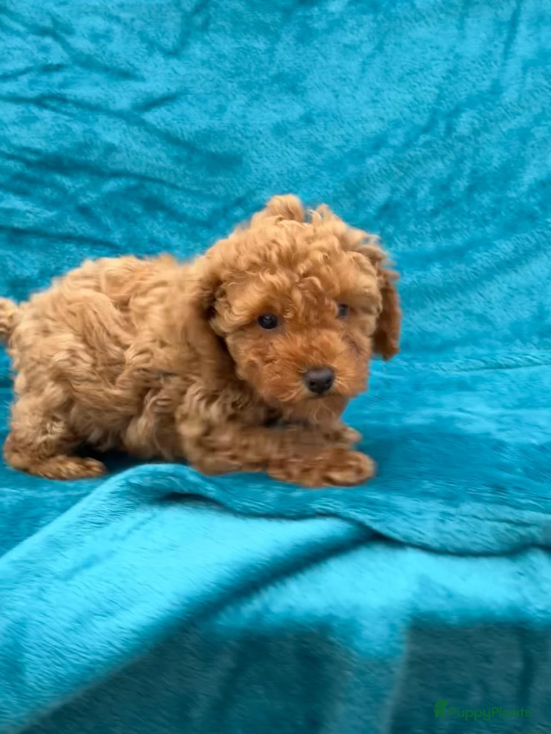 Poedel Toy honden te koop: Toypoedel toy poedel - Advertentie 18