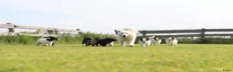 Kruising honden te koop: Prachtige dutch Laika's  - Advertentie 18