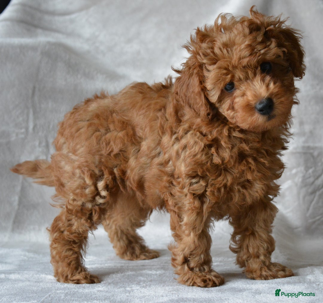 Poedel Toy honden te koop: Te koop Toy Poedels met FCI stamboom in Alblasserdam - Afbeelding 6