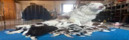 Border Collie honden te koop: Leuke Merle puppies in Baarle-Nassau - Advertentie 5